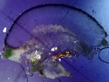 Aspicilia confusa image