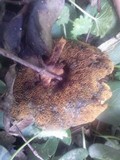 Boletochaete bicolor image