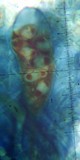 Aspicilia confusa image