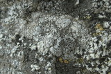 Lecanora cenisia image