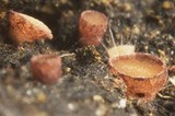 Pseudombrophila theioleuca image