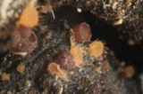 Pseudombrophila theioleuca image