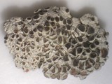 Lecanora cenisia image