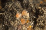 Lasiobolus cuniculi image