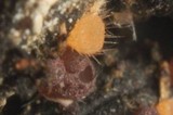 Pseudombrophila cervaria image