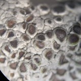 Lecanora cenisia image