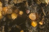 Cheilymenia fimicola image