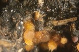 Cheilymenia fimicola image
