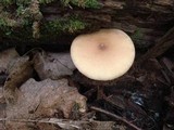 Agrocybe acericola image