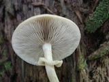 Agrocybe acericola image