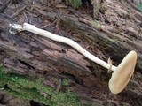 Agrocybe acericola image