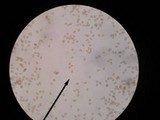 Agrocybe acericola image