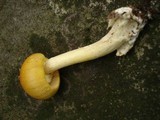 Amanita banningiana image