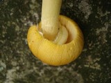 Amanita banningiana image