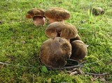 Boletus luridiformis image