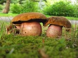 Boletus luridiformis image