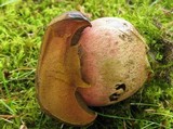 Boletus luridiformis image