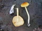 Amanita banningiana image