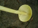 Amanita banningiana image