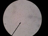 Amanita banningiana image