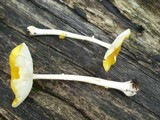 Amanita elongata image