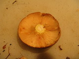 Lactarius vinaceorufescens image