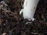 Amanita elongatior image