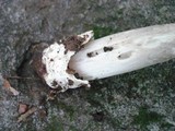 Amanita elongatior image