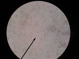 Amanita elongatior image