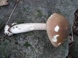 Amanita elongatior image