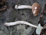 Amanita elongatior image