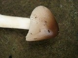 Amanita sect. Vaginatae image