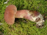 Baorangia bicolor image