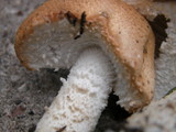 Agaricus nanaugustus image