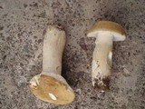 Boletus nobilis image