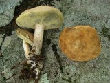 Boletus pallidus image
