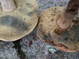 Boletus pallidus image