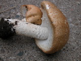 Agaricus nanaugustus image