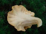Cantharellus lateritius image