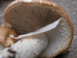Agaricus nanaugustus image