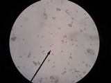 Thelephora caryophyllea image
