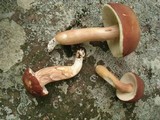 Xanthoconium purpureum image