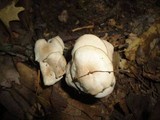 Gymnopus confluens image