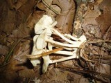 Gymnopus confluens image