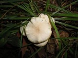 Gymnopus confluens image
