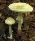 Amanita brunnescens image