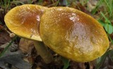 Boletus longicurvipes image