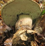 Tylopilus atronicotianus image