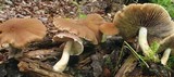 Psathyrella delineata image