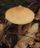 Entoloma strictius image